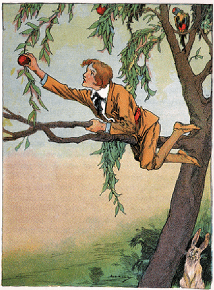 Button Bright in a tree